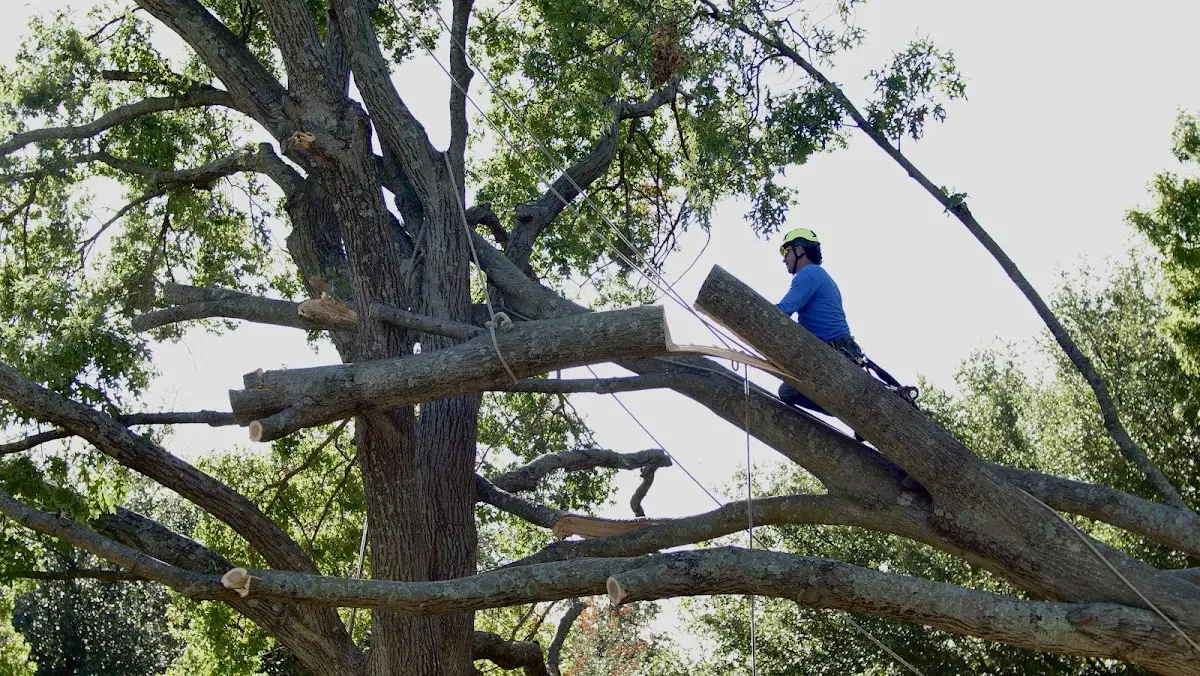Professional Hazardous Tree Removal performed by certified arborists in South Lee