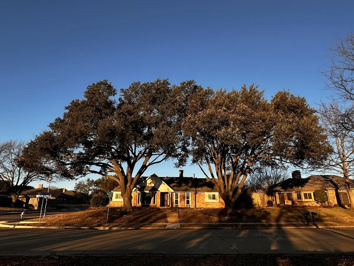 Established residential canopy tree shading a home in South Lee